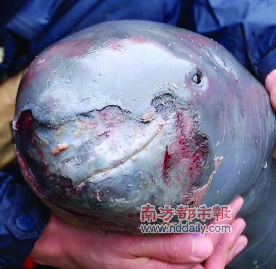 长江豚殇