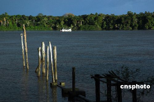 亚马逊雨林毁林面积比去年暴增10倍