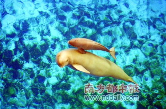 长江豚殇